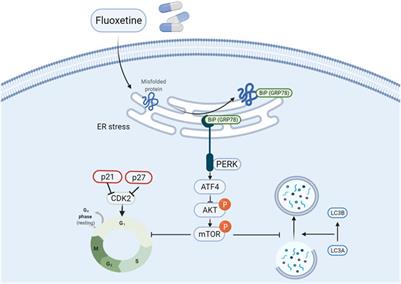 Antidepressants Fluoxetine Mediates Endoplasmic Reticulum Stress and Autophagy of Non–Small Cell Lung Cancer Cells Through the ATF4-AKT-mTOR Signaling Pathway